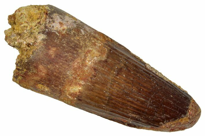 Fossil Spinosaurus Tooth - Feeding Worn Tip #353011